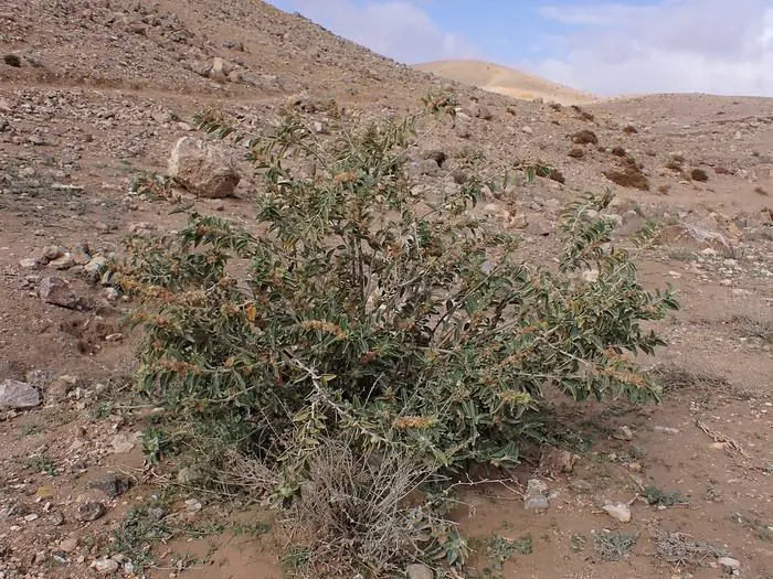 Ashwagandha (Withania somnifera) shrub growing wild on a rocky hillside