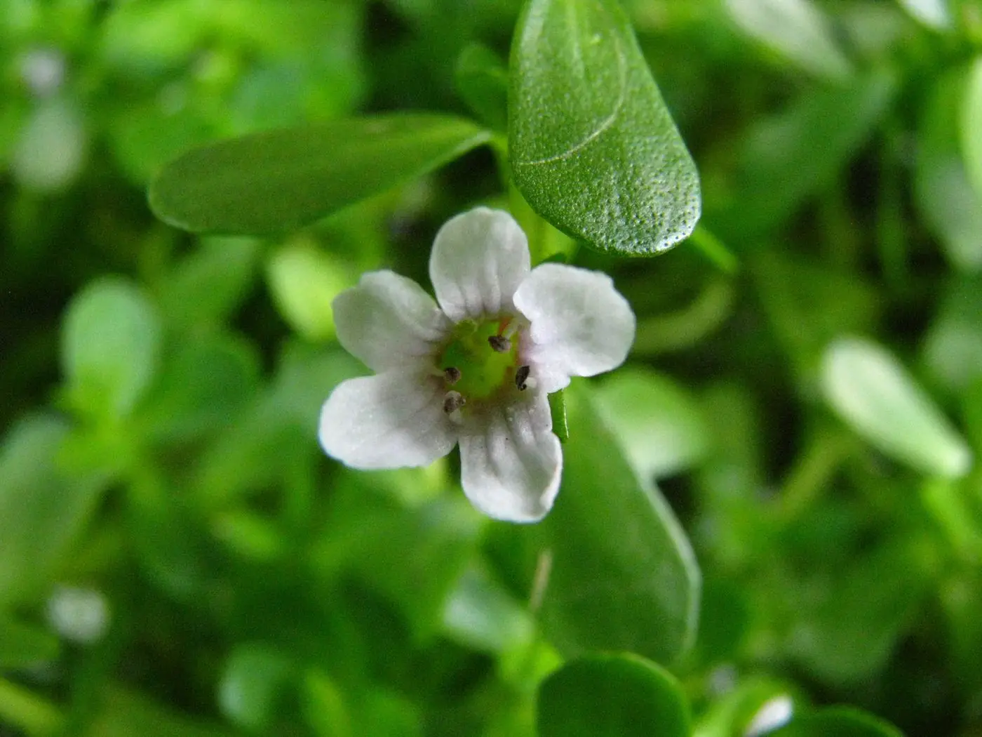 Bacopa Monnieri plant in flower