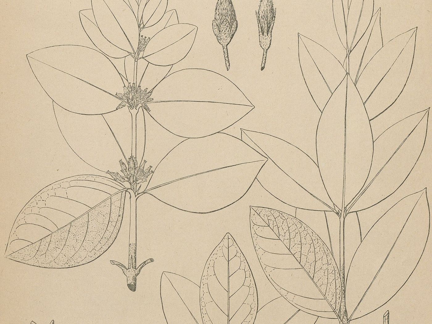 Botanical illustration of Fadogia species leaves and flowers
