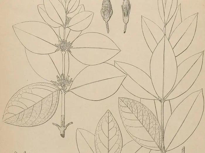 Botanical illustration of Fadogia species leaves and flowers