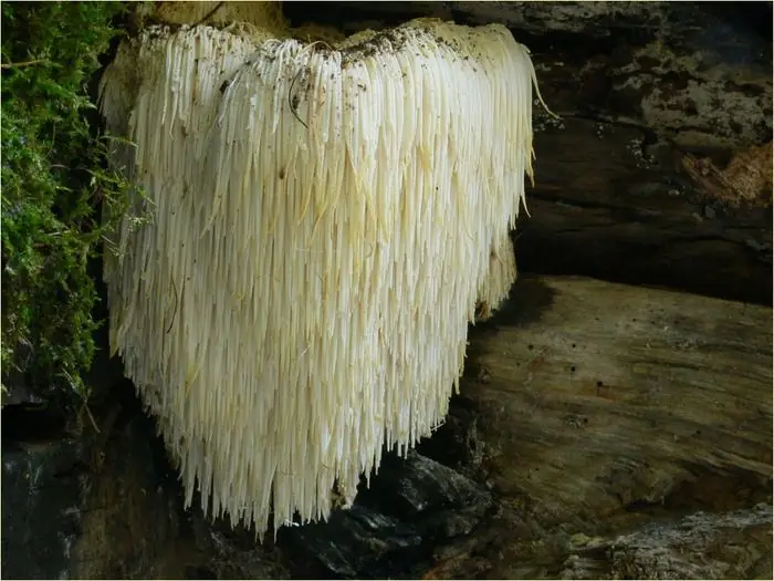 Lion's Mane mushroom (Hericium erinaceus) growing on a log