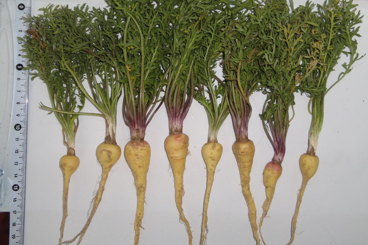 Freshly pulled maca (Lepidium meyenii) plants showing their yellow roots and leafy tops