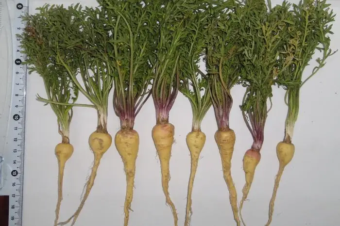 Freshly pulled maca (Lepidium meyenii) plants showing their yellow roots and leafy tops