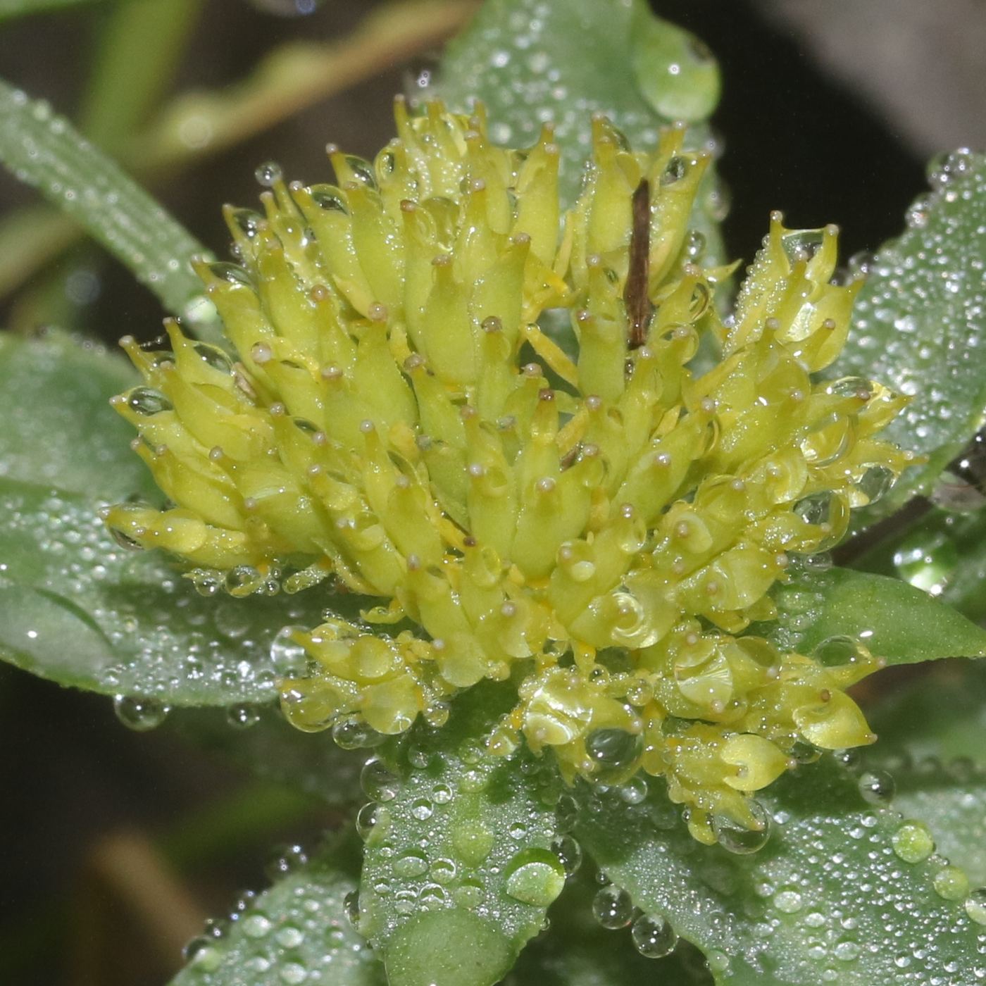 Rhodiola Rosea