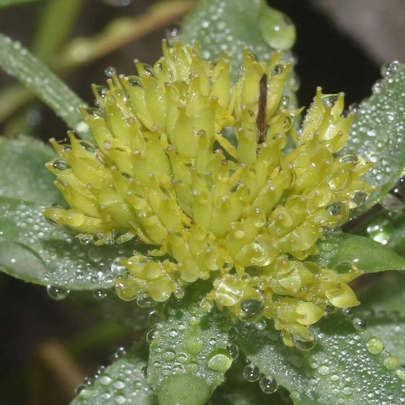Rhodiola Rosea flower close-up